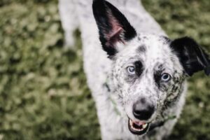 Mezcla De Pastor Australiano Y Beagle: El Híbrido Australiano Con