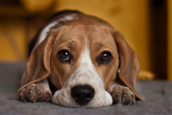 Los-perros-pueden-morir-de-un-corazón-roto