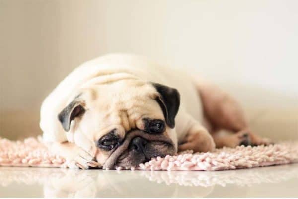 Los-perros-pueden-morir-de-tristeza