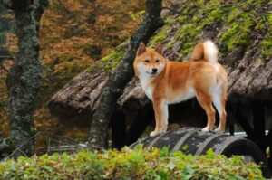 Mezcla De Pastor Australiano Shiba Inu: Australiano + Perro Gritador