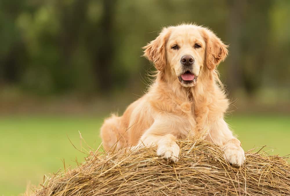 Golden Retriever - Mezcla de Golden Retriever de pastor australiano