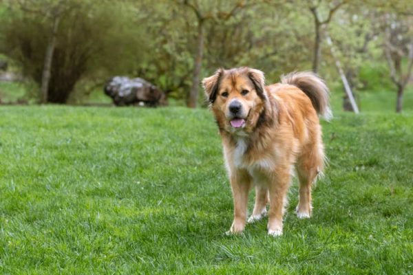 Mezcla De Pastor Australiano Y Golden Retriever: El Perro Perfecto