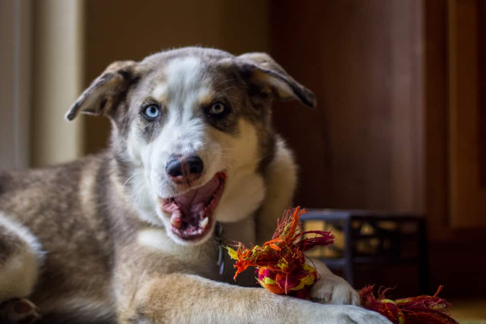 Mezcla de pastor australiano y husky: ¿Es el husky australiano tu nuevo compañero de carrera? 3 Husky australiano