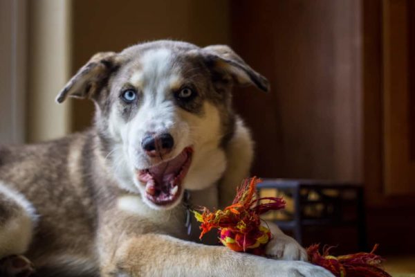 Mezcla De Pastor Australiano Y Husky: ¿Es El Husky Australiano Tu Nuevo Compañero De Carrera? Mezcla De Pastor Australiano Y Husky: ¿es El Husky Australiano