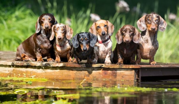 Mezcla De Perro Salchicha Y Pastor Australiano: ¿el Perro Doméstico Ideal? Mezcla De Perro Salchicha Y Pastor Australiano: ¿el Perro Doméstico