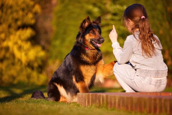 ¿Ladran mucho los pastores alemanes? Su guía para GSD Barking 3 pastor alemán comportado