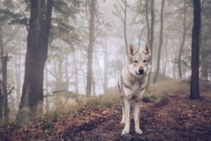 Mezcla De Pastor Australiano Y Lobo: ¿el Mejor Perro Lobo?