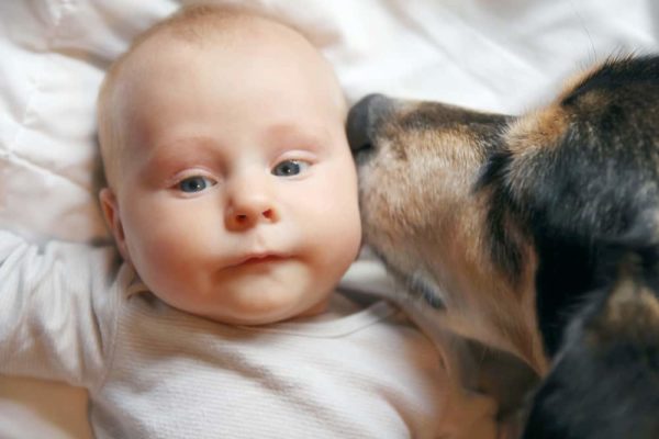 ¿Están seguros los pastores alemanes con los bebés? Lo que debes saber 2 pastor alemán con un bebé