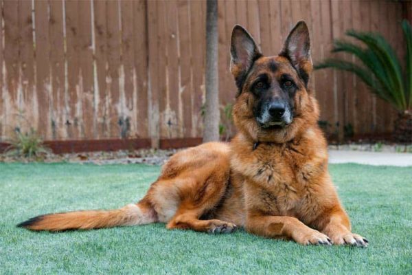 ¿son Los Pastores Alemanes Buenos Perros Guardianes? Todo Lo Que