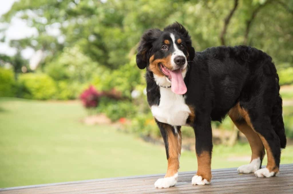 Mezcla de perro de montaña de Berna y pastor australiano