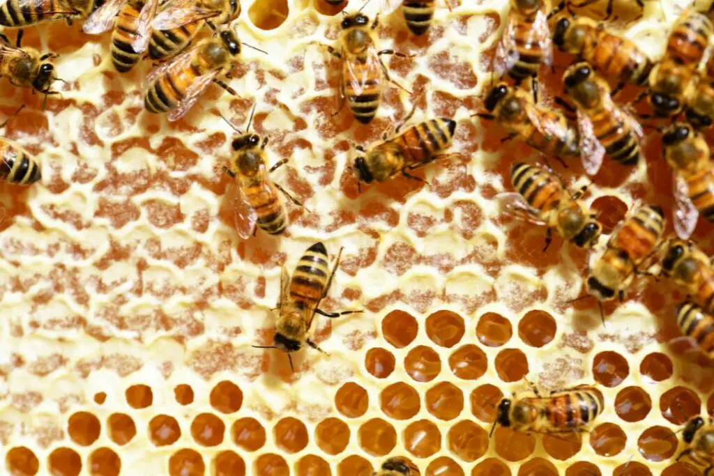 Las abejas cuidan sus reservas de miel.