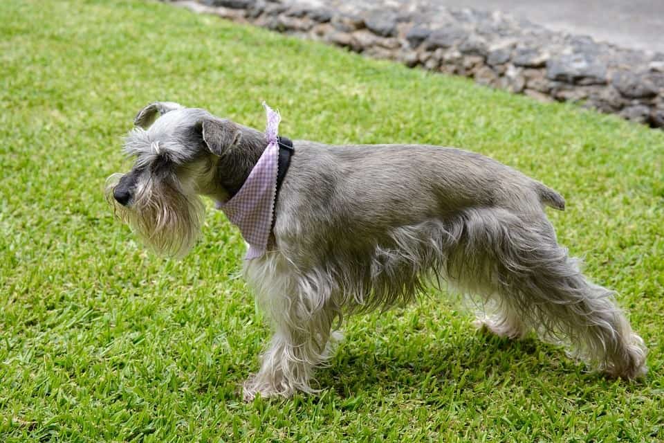 Mezcla-de-pastor-australiano-schnauzer