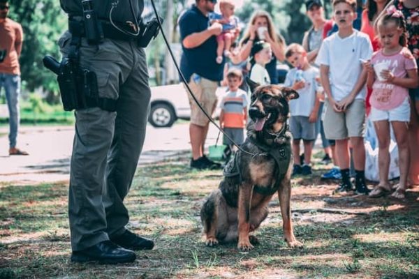 ¿Por qué los pastores alemanes son buenos perros policía?