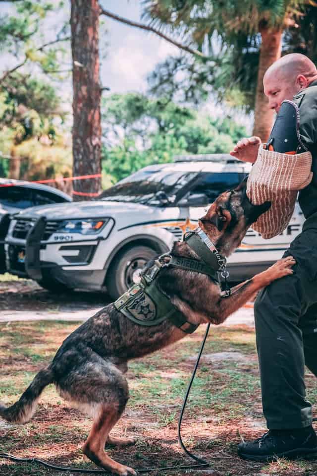 Perro-pastor-alemán-policía-en-entrenamiento