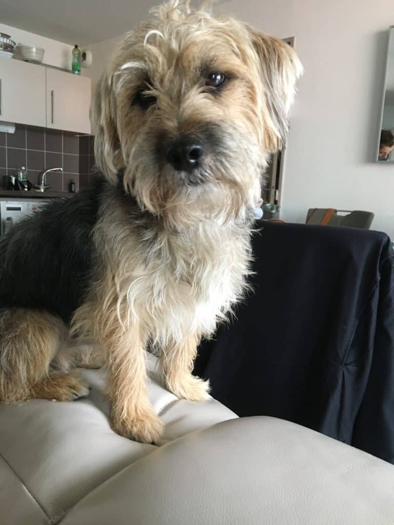 Mezcla de pastor australiano terrier: ¡el lindo e irresistible paquete de alegría! 3 Mezcla-de-pastor-terrier-australiano