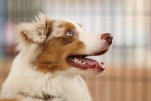 Mezcla De Pastor Australiano Terrier: ¡el Lindo E Irresistible Paquete