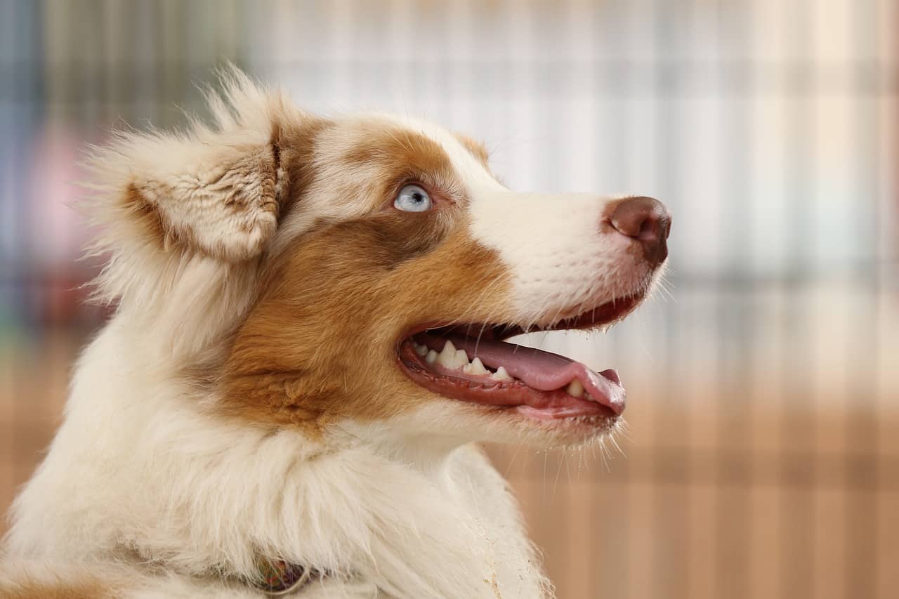 Mezcla De Pastor Australiano Terrier: ¡el Lindo E Irresistible Paquete