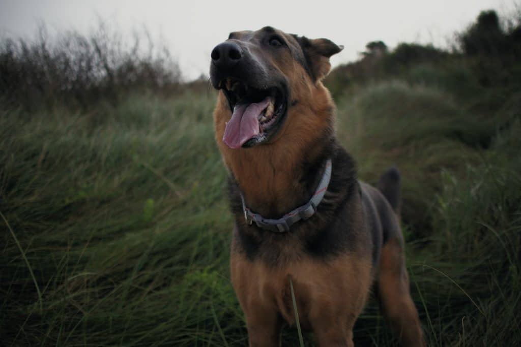 Mezcla de pastor alemán-kelpie-australiano