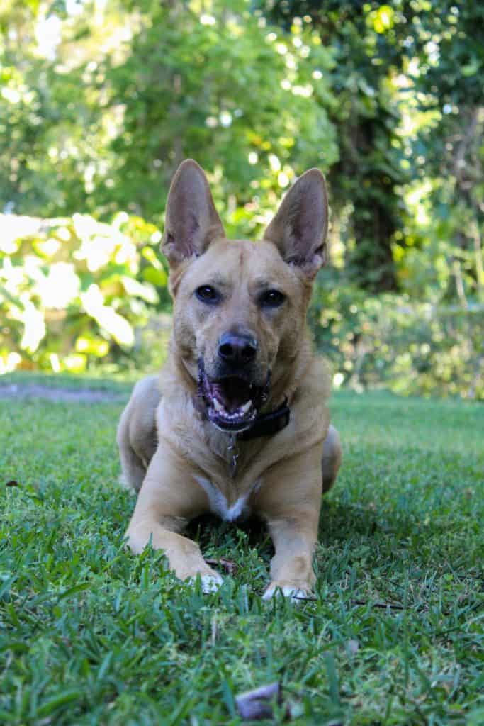 Mezcla de pastor alemán-kelpie-australiano