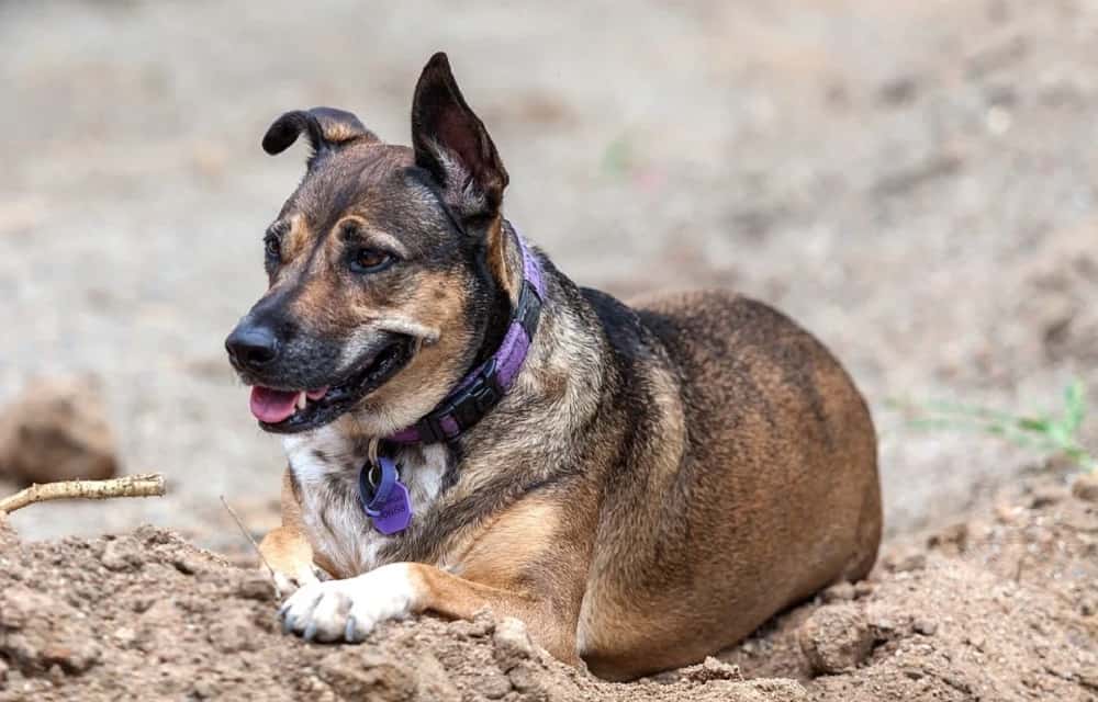 Mezcla de pastor alemán-kelpie-australiano