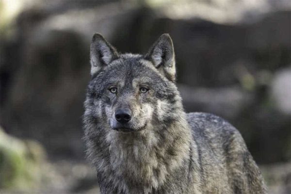 ¿puede Un Pastor Alemán Vencer a Un Lobo? Cómo Mantener