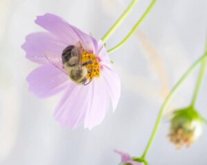 9 Datos Sobre Las Abejas Para Niños Y Nuestra Descarga