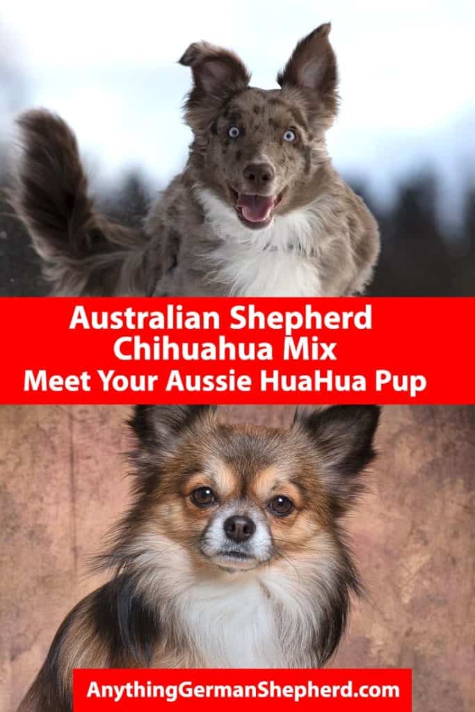 Mezcla de pastor australiano y chihuahua