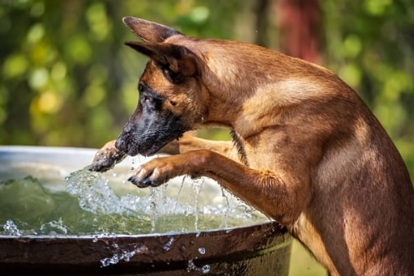 El malinois belga tiene los pies palmeados