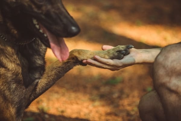 ¿Los Malinois belgas tienen pies palmeados? Aprenda todo sobre Mal Paws 4 Malinois-belga-sacudiendo-una-pata-con-dueño