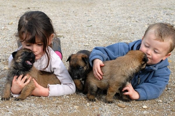 ¿El pastor belga malinois es bueno con los niños?