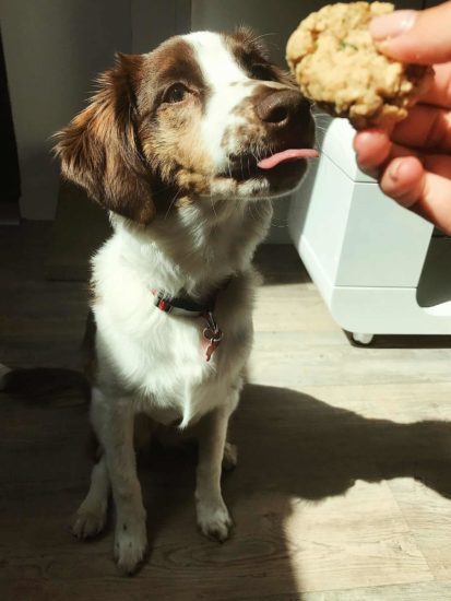 Mezcla de pastor australiano y goldendoodle