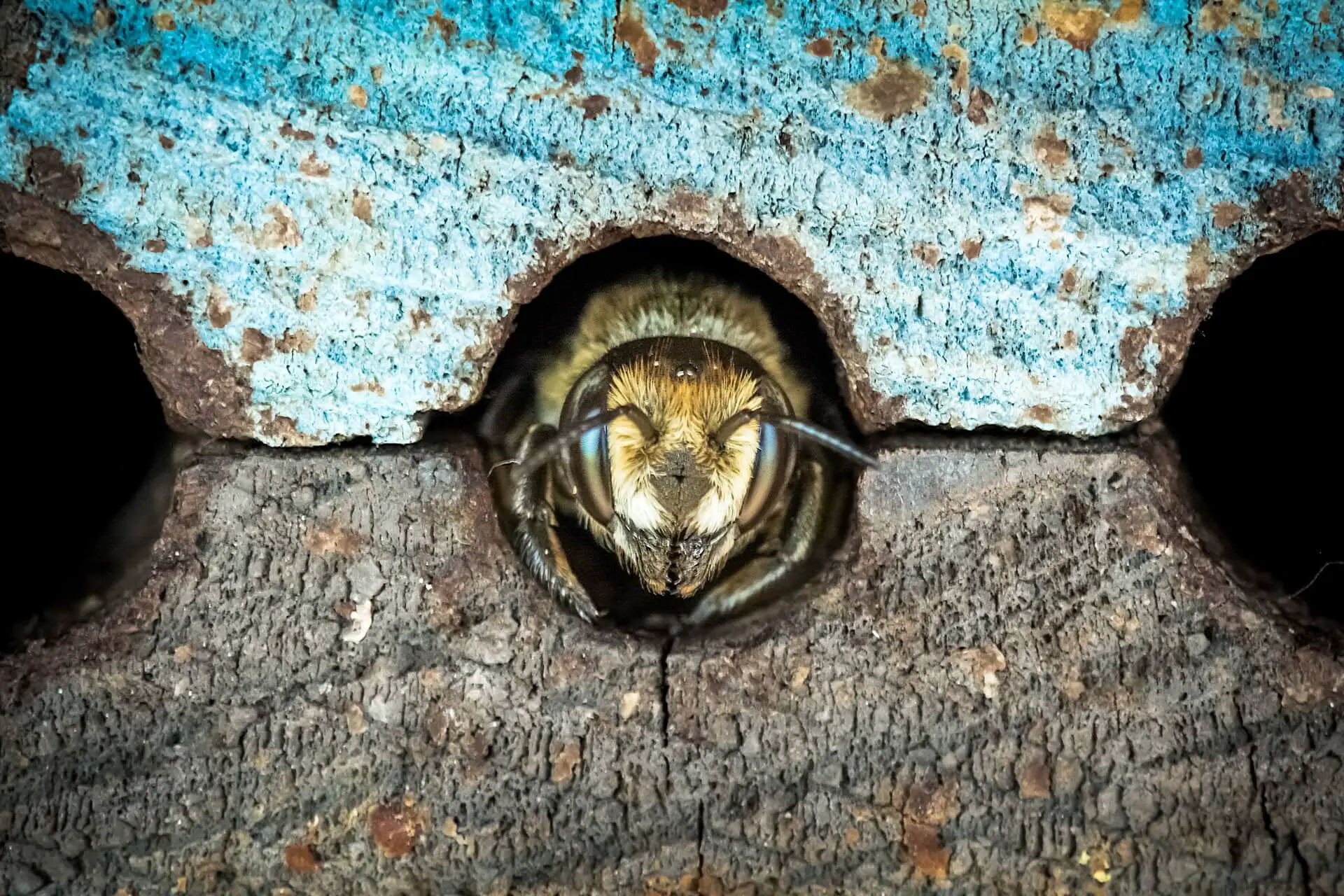 ¿las Abejas Comen Madera? (respuesta Explicada)