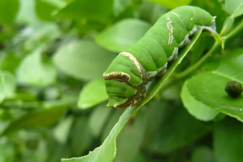oruga verde en el tallo de una hoja