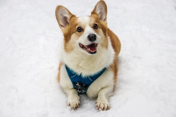 Mezcla de Corgi