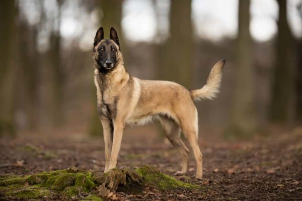 Malinois belga