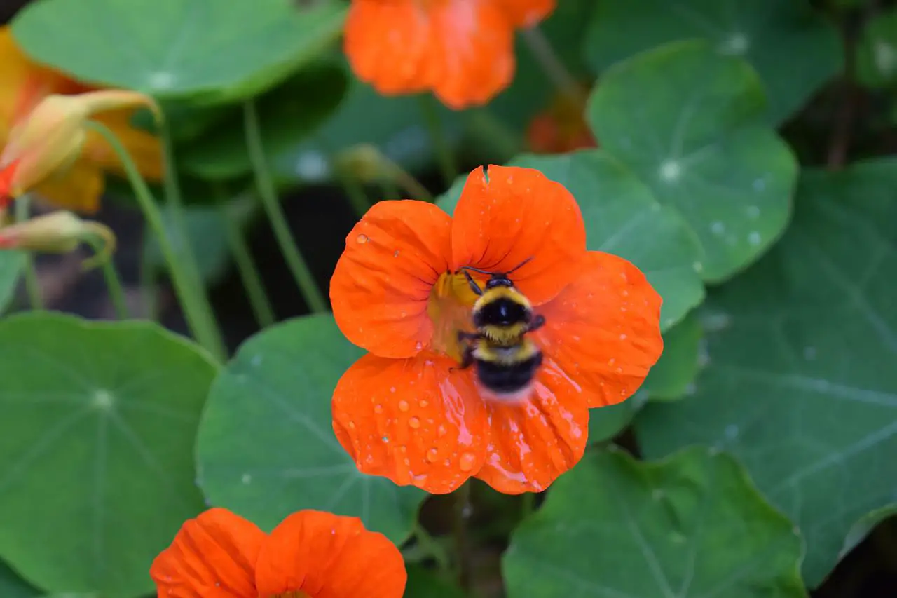 ¿Pueden Las Abejas Volar Bajo La Lluvia? ¿pueden Las Abejas Volar Bajo La Lluvia?