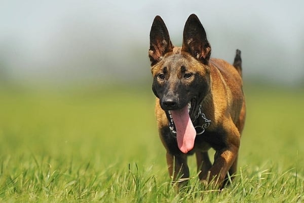 Mujer-Vs-hombre-belga-malinois