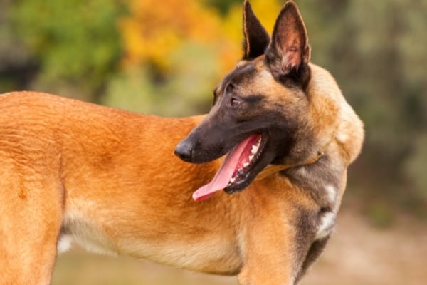 Mujer-belga-malinois