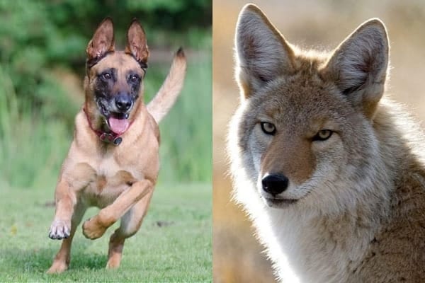 Mezcla de coyote belga-malinois