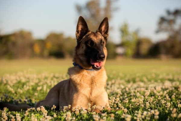 Malinois belga en el campo