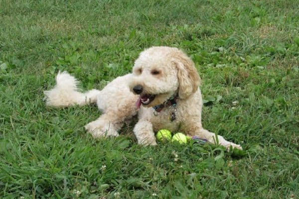 Mezcla de pastor australiano y goldendoodle