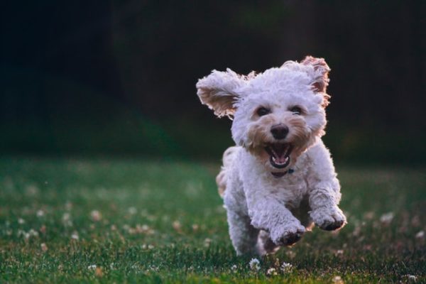 perro-maltés-corriendo-sobre-la-hierba