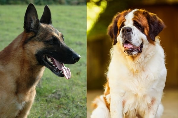 Mezcla belga-malinois-St-Bernard