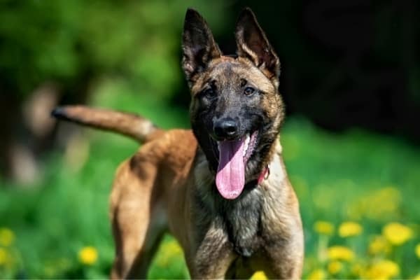 Belga Malinois