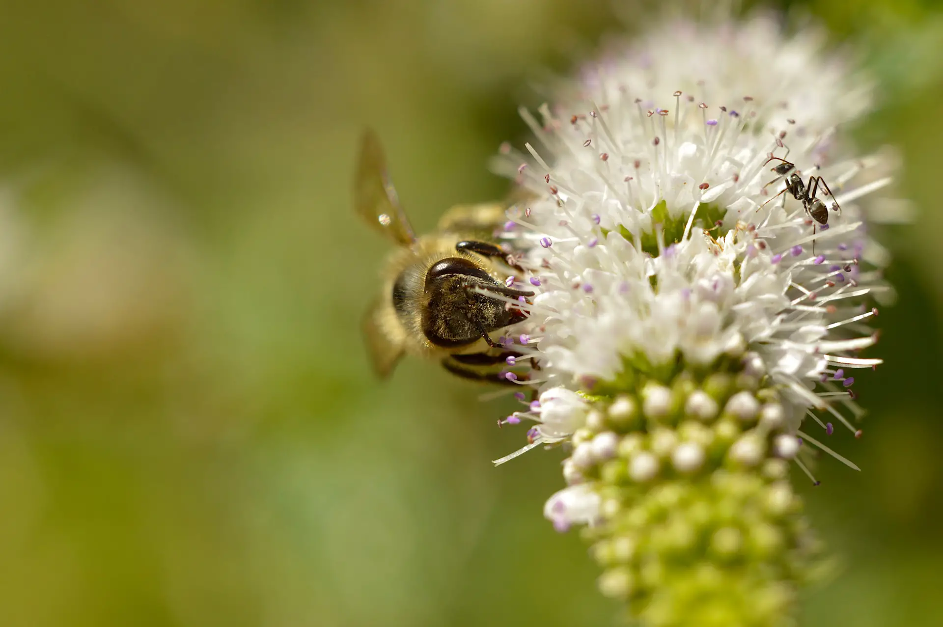 ¿las Abejas Comen Hormigas?