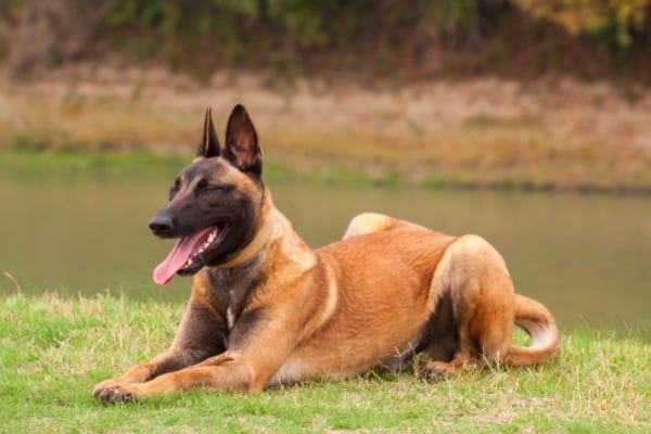 como-calmar-a-un-malinois-belga