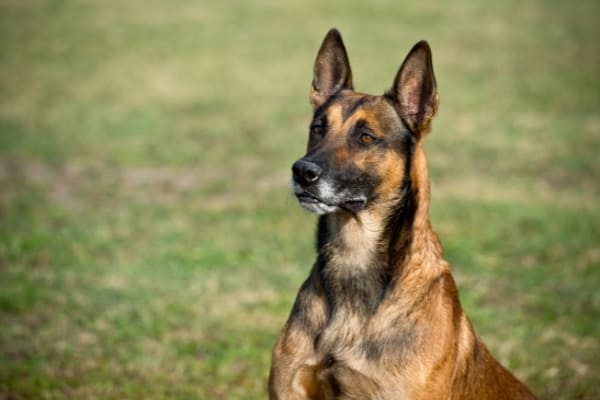 como-calmar-a-un-malinois-belga