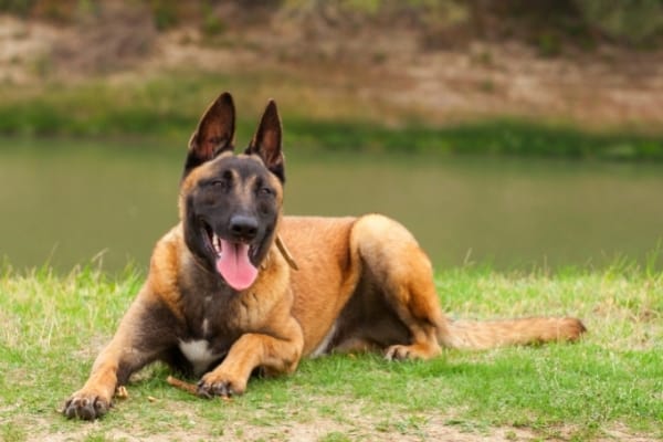 como-calmar-a-un-malinois-belga