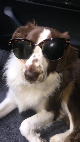 son-pastores-australianos-un-perro-de-una-persona