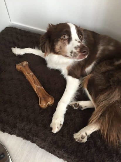 son-pastores-australianos-un-perro-de-una-persona